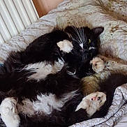 Max joined the competition — help win amazing prizes! cat, black_and_white, fluffy, pet, indoor, bed, quilt, relaxed, paws, feline, cozy, whiskers, fur, resting, cute, animal, domestic, sleepy, soft, comfort