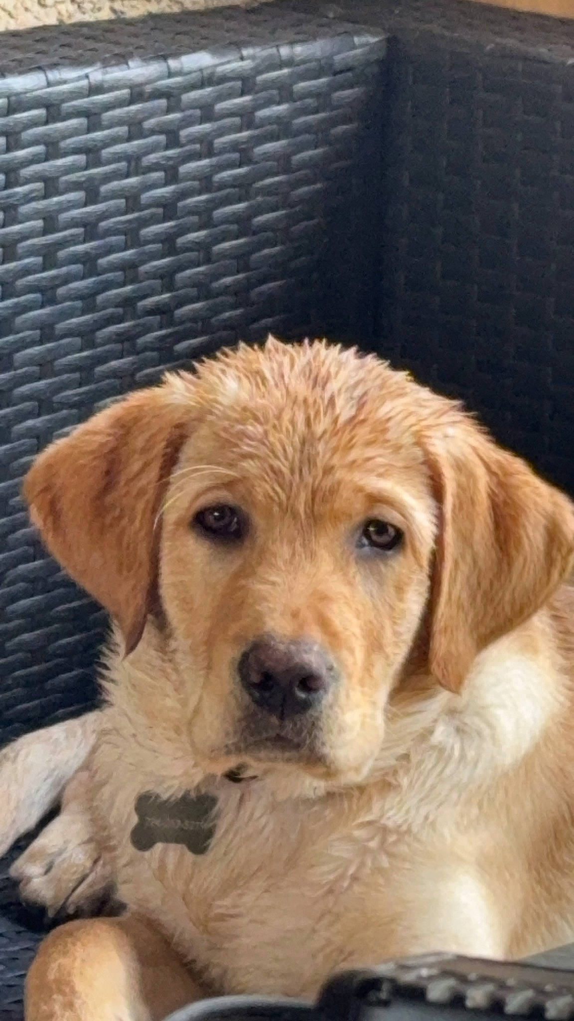 Ruger joined the competition — help win amazing prizes! ancient_dog_breeds, canidae, carnivore, chair, companion_dog, dog, dog_breed, fawn, fur, labrador_retriever, liver, pet_supply, puppy, retriever, snout, sporting_group, terrestrial_animal, whiskers, working_animal