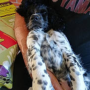 Locky participe au concours pour gagner de l'argent avec cette photo : carnivoran, dog, dog_breed, dog_breed_group, dog_like_mammal, english_setter, fur, large_munsterlander, puppy, russian_spaniel, setter, small_munsterlander, spaniel, sporting_group, stabyhoun