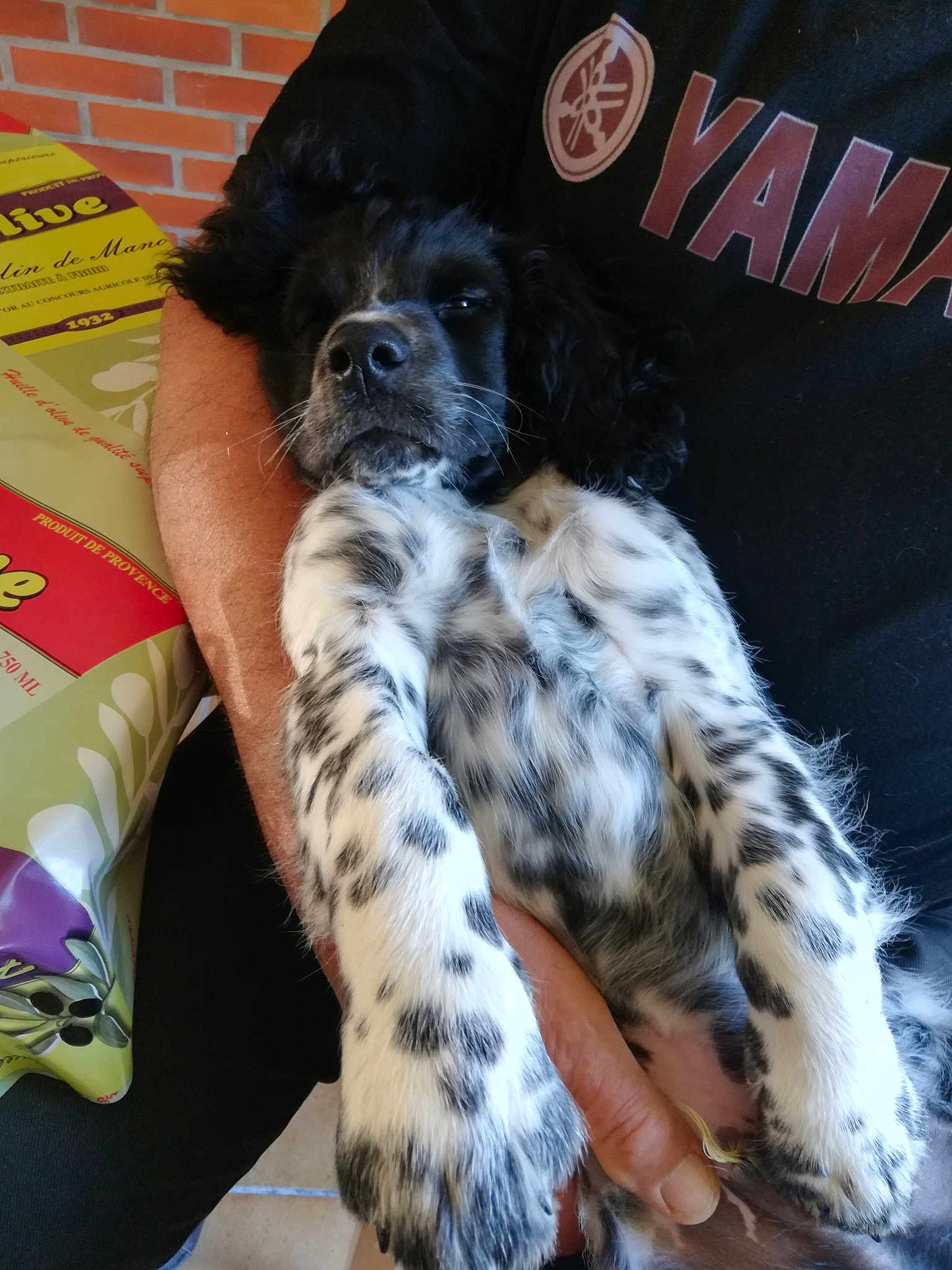 Locky participe au concours pour gagner de l'argent avec cette photo : carnivoran, dog, dog_breed, dog_breed_group, dog_like_mammal, english_setter, fur, large_munsterlander, puppy, russian_spaniel, setter, small_munsterlander, spaniel, sporting_group, stabyhoun
