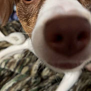 Myra joined the competition — help win amazing prizes! bed, blanket, blurred_foreground, brown_white, canine, close_up, curious, dog, eyes, fabric, fur, indoor, macro, nose, pet, playful, portrait, shallow_depth_of_field, snout, whiskers