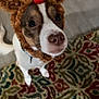 Myra joined the competition — help win amazing prizes! antlers, brown_and_white, carpet, close_up, collar, cute, dog, festive, floor, holiday_costume, indoor, looking_up, nose, paws, pet, portrait, reindeer_costume, rug, small_dog, whiskers