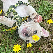 Sarge joined the competition — help win amazing prizes! puppy, dog, white_dog, grass, dandelion, flower, pet, cute, paw, blue_eyes, outdoor, nature, playful, animal, collar, harness, spring, closeup, young_dog, fun