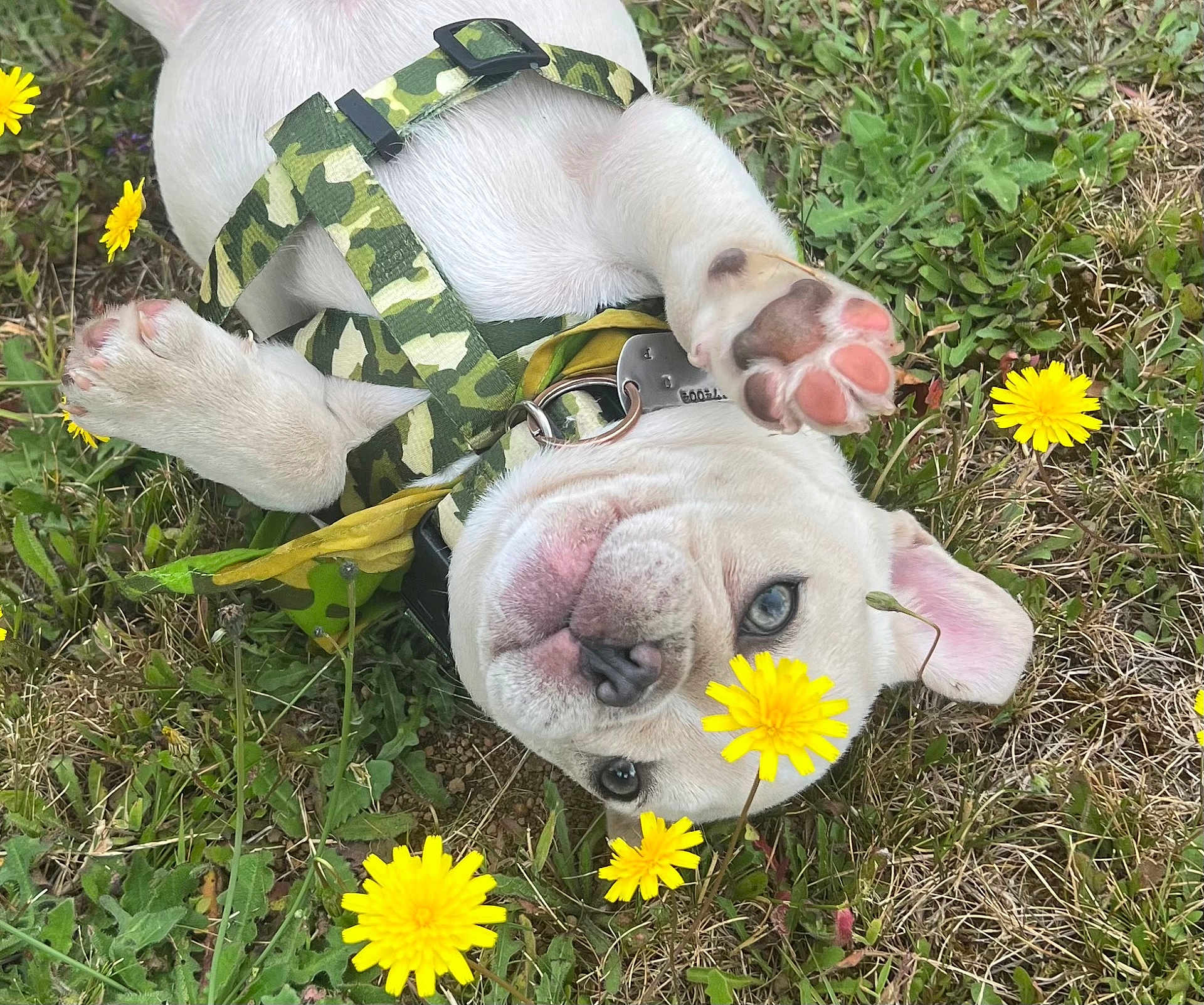 Sarge joined the competition — help win amazing prizes! puppy, dog, white_dog, grass, dandelion, flower, pet, cute, paw, blue_eyes, outdoor, nature, playful, animal, collar, harness, spring, closeup, young_dog, fun