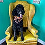armchair, bandana, black_dog, canine, cute, dog, floor, fur, happy_dog, indoor, orange_bandana, pet_accessory, pet_salon, poodle, sitting, tongue_out, turquoise_wall, vintage_chair, wall_poster, yellow_chair