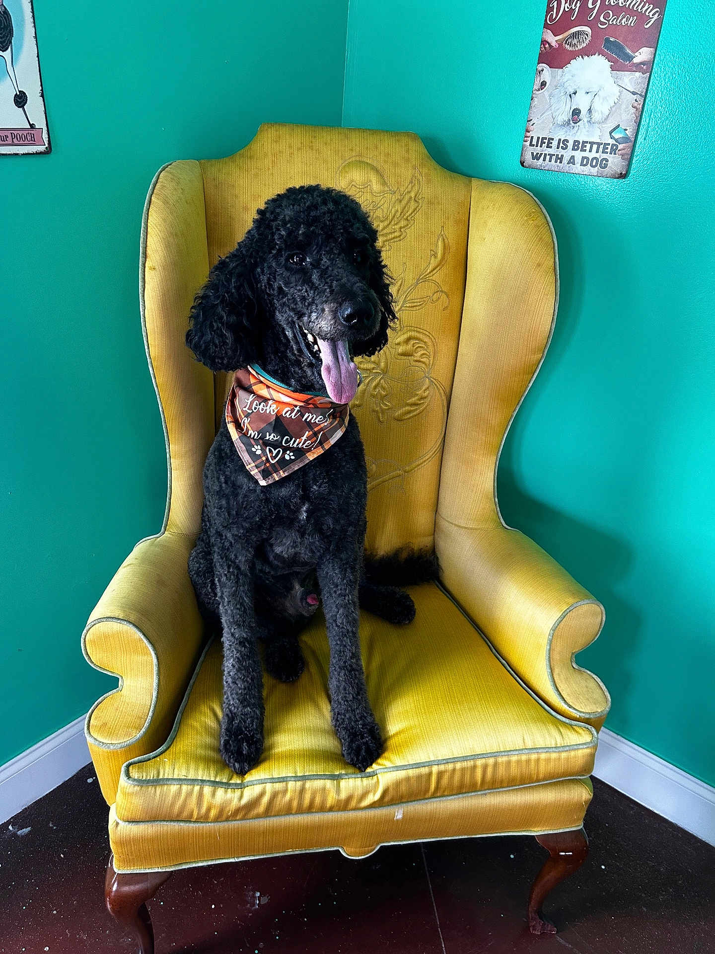 Riscoeking is registered to the contest to win money with this photo: dog, poodle, black_dog, armchair, vintage_chair, yellow_chair, bandana, orange_bandana, tongue_out, happy_dog, indoor, wall_poster, pet_salon, turquoise_wall, floor, pet_accessory, sitting, canine, fur, cute