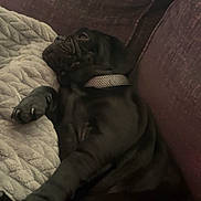 Oscar joined the competition — help win amazing prizes! dog, puppy, black_dog, couch, blanket, indoor, pet, collar, resting, relaxed, fur, paw, snout, canine, comfort, furniture, home, sleepy, cute, animal