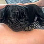dog, pug, puppy, sleeping, resting, black_dog, indoor, carpet, person, leg, paw, cute, pet, animal, cozy, relaxed, closeup, fur, snout, companion