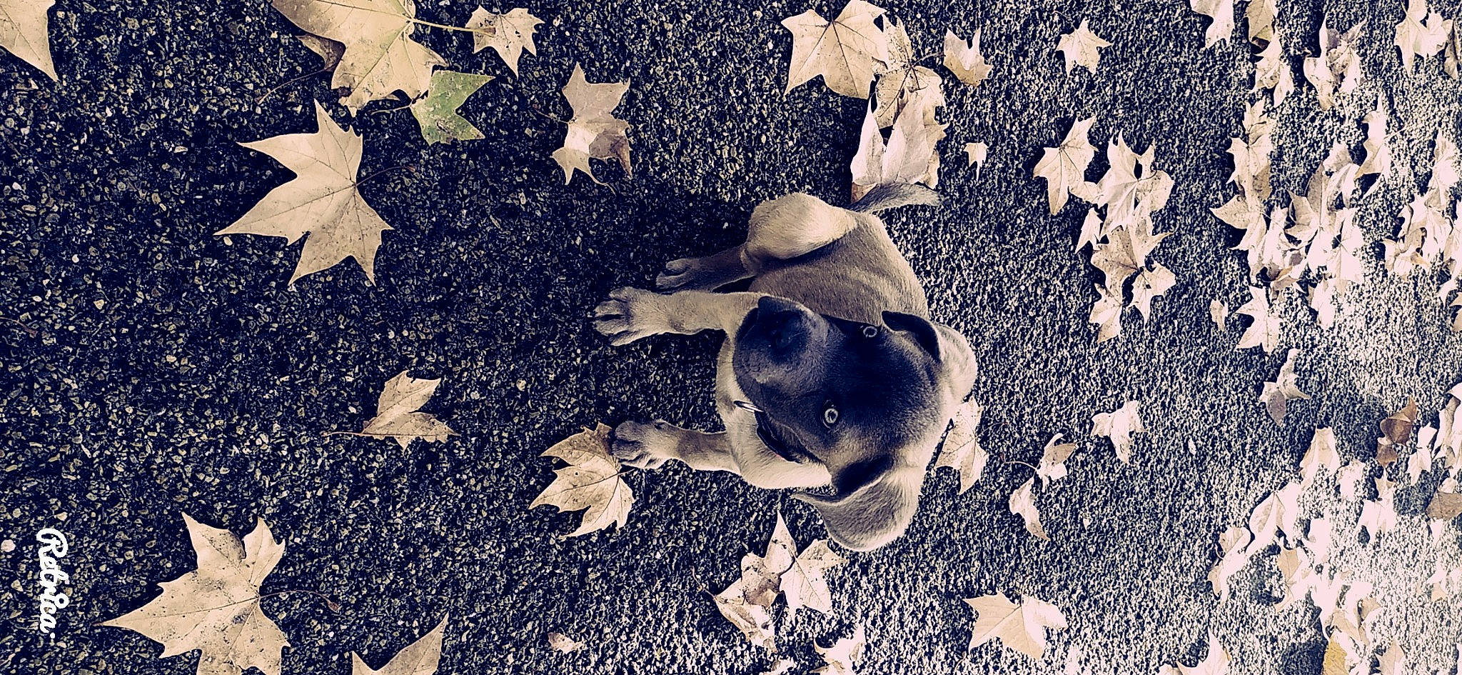 Romy participe au concours pour gagner de l'argent avec cette photo : canidae, fawn, leaf, pattern, puppy, soil, sporting_group