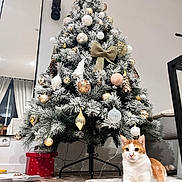 Sully a rejoint le concours — aidez-le/la à gagner de superbes lots ! cat, christmas_tree, ornaments, indoor, rug, decorations, mirror, curtains, floor, furniture, gift_box, holiday, festive, orange_cat, white_cat, pine_cones, living_room, table, lights, cozy