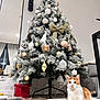 cat, christmas_tree, ornaments, indoor, rug, decorations, mirror, curtains, floor, furniture, gift_box, holiday, festive, orange_cat, white_cat, pine_cones, living_room, table, lights, cozy