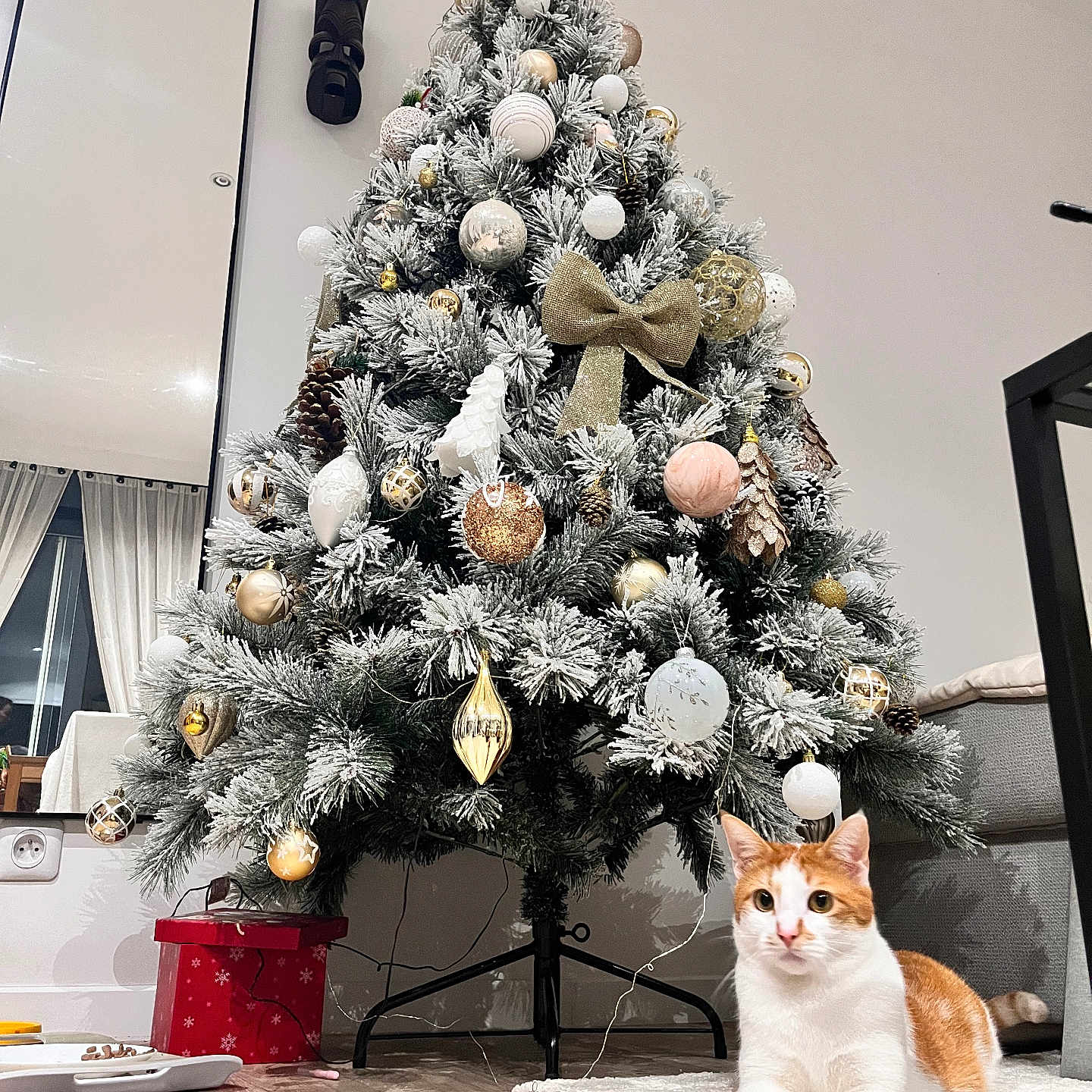 Sully a rejoint le concours — aidez-le/la à gagner de superbes lots ! cat, christmas_tree, cozy, curtains, decorations, festive, floor, furniture, gift_box, holiday, indoor, lights, living_room, mirror, orange_cat, ornaments, pine_cones, rug, table, white_cat