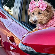 Maya is registered to the contest to win money with this photo: accessory, bow, car, car_window, close_up, collar, cute, dog, fur, looking_out, pet, pink_bow, poodle_like, portrait, puppy, reflection, seat, side_mirror, small_dog, vehicle