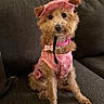 Maya is registered to the contest to win money with this photo: accessory, big_eyes, blurry_background, brown_fur, collar, couch, cute, dog, dog_tag, fashion, fur, indoor, pet, pink_hat, pink_outfit, portrait, sitting, small_dog, sofa, toy_poodle