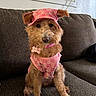 Maya joined the competition — help win amazing prizes! adorable, brown_fur, collar, couch, cute, dog, harness, hat, id_tag, indoor, living_room, outfit, pet, pink, portrait, puppy, seated, small_dog, sofa, terrier