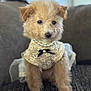 Maya joined the competition — help win amazing prizes! dog, puppy, small_dog, fluffy, fur, cute, pearl_necklace, dress, bow, outfit, sitting, couch, indoor, portrait, closeup, bokeh, shallow_depth_of_field, eyes, nose, accessory