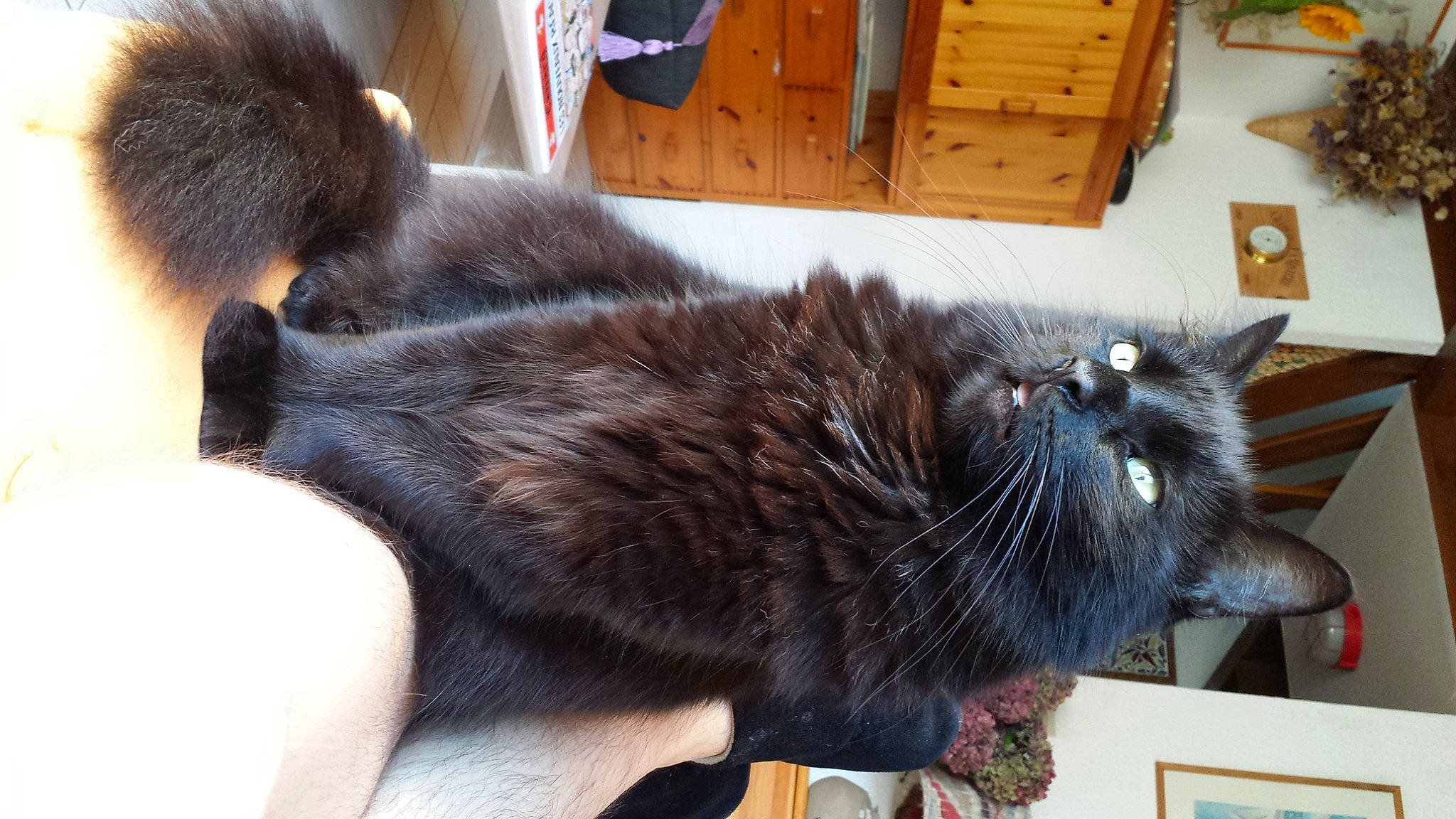 Haka participe au concours pour gagner de l'argent avec cette photo : black_cat, box, carnivore, cat, claw, comfort, domestic_short_haired_cat, fawn, felidae, flooring, fur, hardwood, mammal, plant, small_to_medium_sized_cats, snout, tail, vertebrate, whiskers, wood