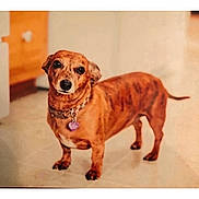 Lucy joined the competition — help win amazing prizes! dog, dachshund, brindle, pet, indoor, collar, purple_tag, floor, tile, canine, animal, standing, looking_at_camera, brown, small_dog, domestic, companion, cute, portrait, household