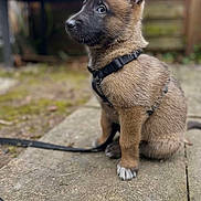 Leïka a rejoint le concours — aidez-le/la à gagner de superbes lots ! puppy, dog, brown_fur, black_harness, sitting, outdoor, stone_patio, curious, pet, young_dog, canine, fur, ears_up, leash, side_view, animal, cute, domestic_animal, small_dog, nature