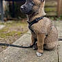 puppy, dog, brown_fur, black_harness, sitting, outdoor, stone_patio, curious, pet, young_dog, canine, fur, ears_up, leash, side_view, animal, cute, domestic_animal, small_dog, nature
