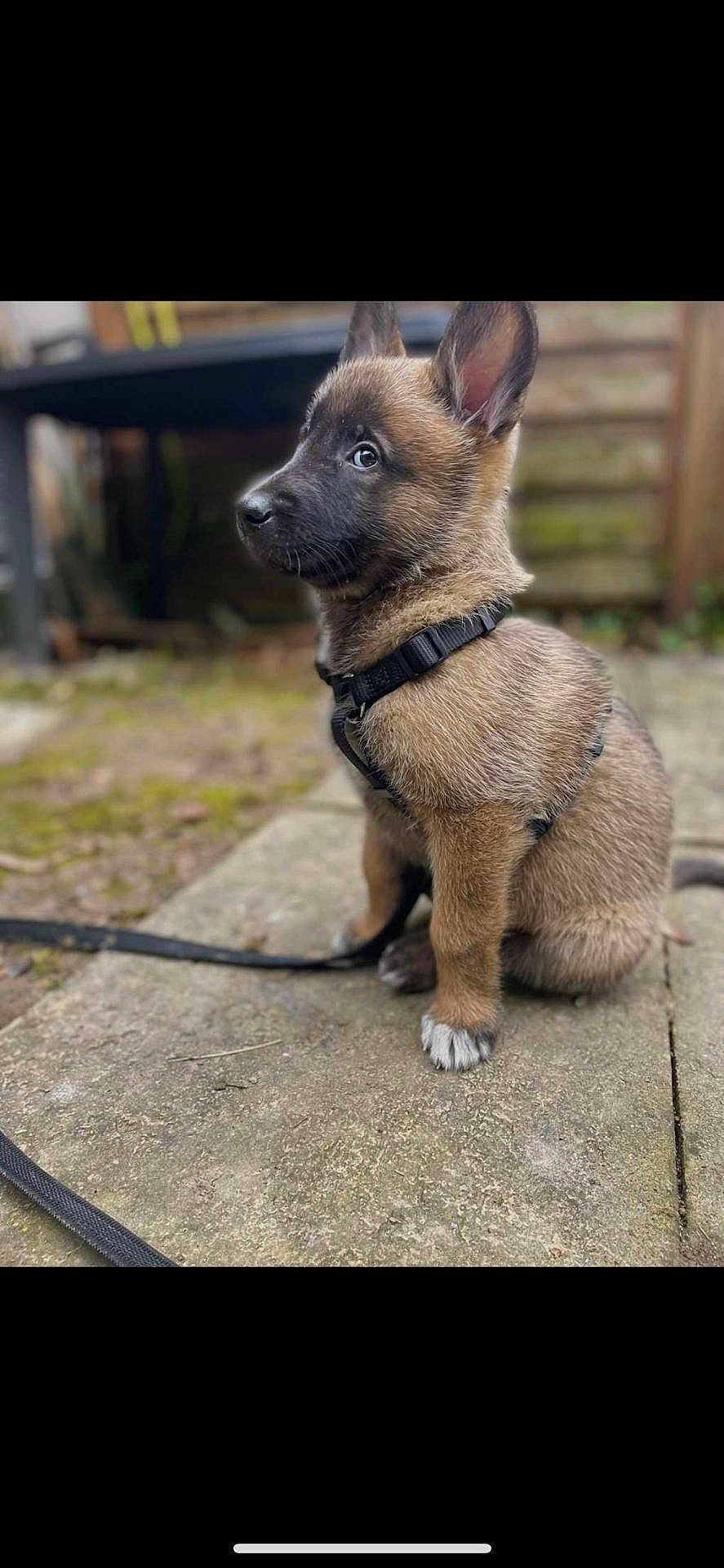 Leïka a rejoint le concours — aidez-le/la à gagner de superbes lots ! puppy, dog, brown_fur, black_harness, sitting, outdoor, stone_patio, curious, pet, young_dog, canine, fur, ears_up, leash, side_view, animal, cute, domestic_animal, small_dog, nature
