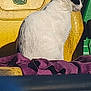 Sassy is registered to the contest to win money with this photo: cat, animal, pet, john_deere, tractor, yellow_seat, purple_cloth, outdoor, sunlight, white_wall, green_machinery, feline, side_view, sitting, quiet, domestic_cat, fur, relaxed, daylight, vehicle