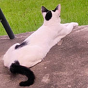 Sassy joined the competition — help win amazing prizes! cat, white_cat, black_spots, tail, outdoor, grass, concrete, animal, pet, feline, resting, side_view, nature, daylight, relaxed, cute, mammal, fur, whiskers, ears