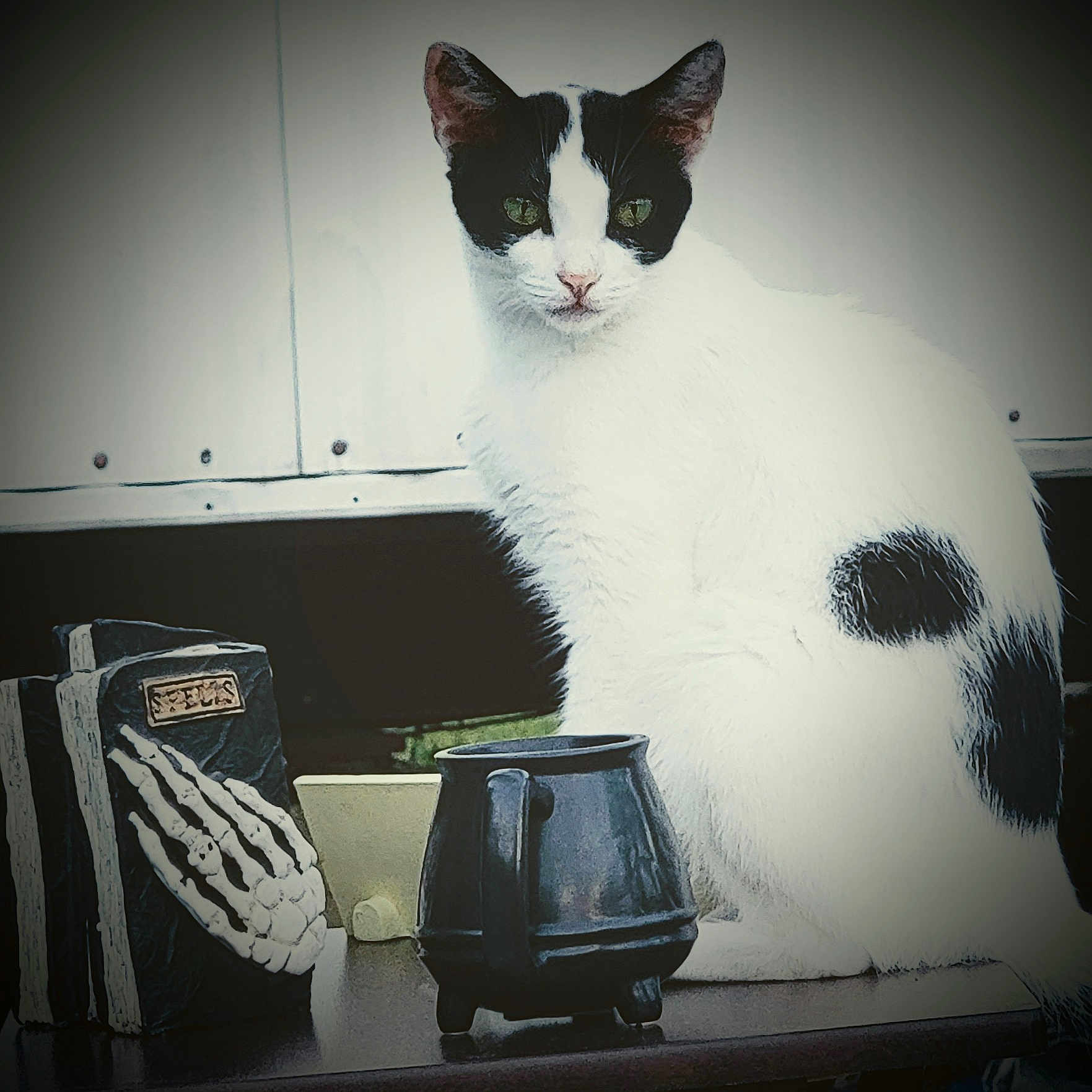 Sassy joined the competition — help win amazing prizes! animal, black, black_and_white, book, cat, cauldron, closeup, curious, decor, feline, green_eyes, indoor, mystical, pet, portrait, sitting, skeletal_hand, spooky, table, white