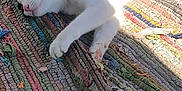 Sassy is registered to the contest to win money with this photo: cat, black_and_white, lying_down, sunlight, rug, colorful, outdoor, relaxed, pet, animal, paw, tail, concrete, texture, shadow, resting, feline, striped_rug, daylight, peaceful