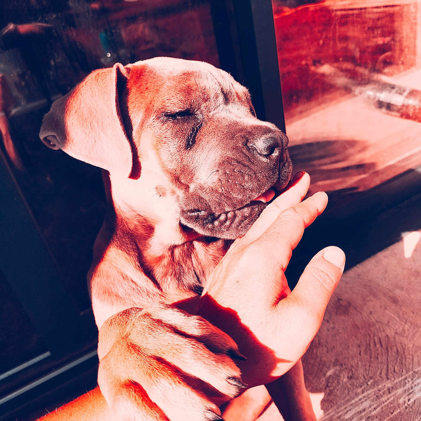 Aria a rejoint le concours — aidez-le/la à gagner de superbes lots ! animal, bite, canine, claw, closeup, comfort, dog, floor, friendly, hand, human, indoor, interaction, paw, pet, shadow, skin, sunlight, warm, window