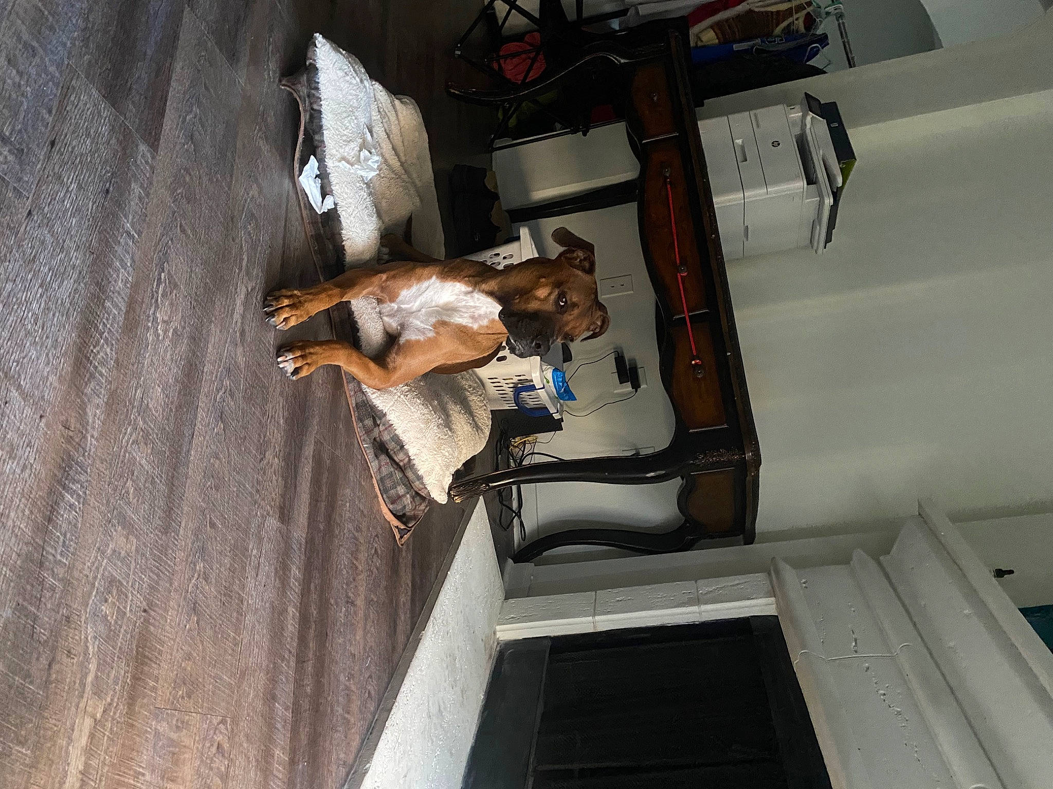 Zozo joined the competition — help win amazing prizes! composite_material, dress, flooring, hardwood, machine, room, wood, wrist