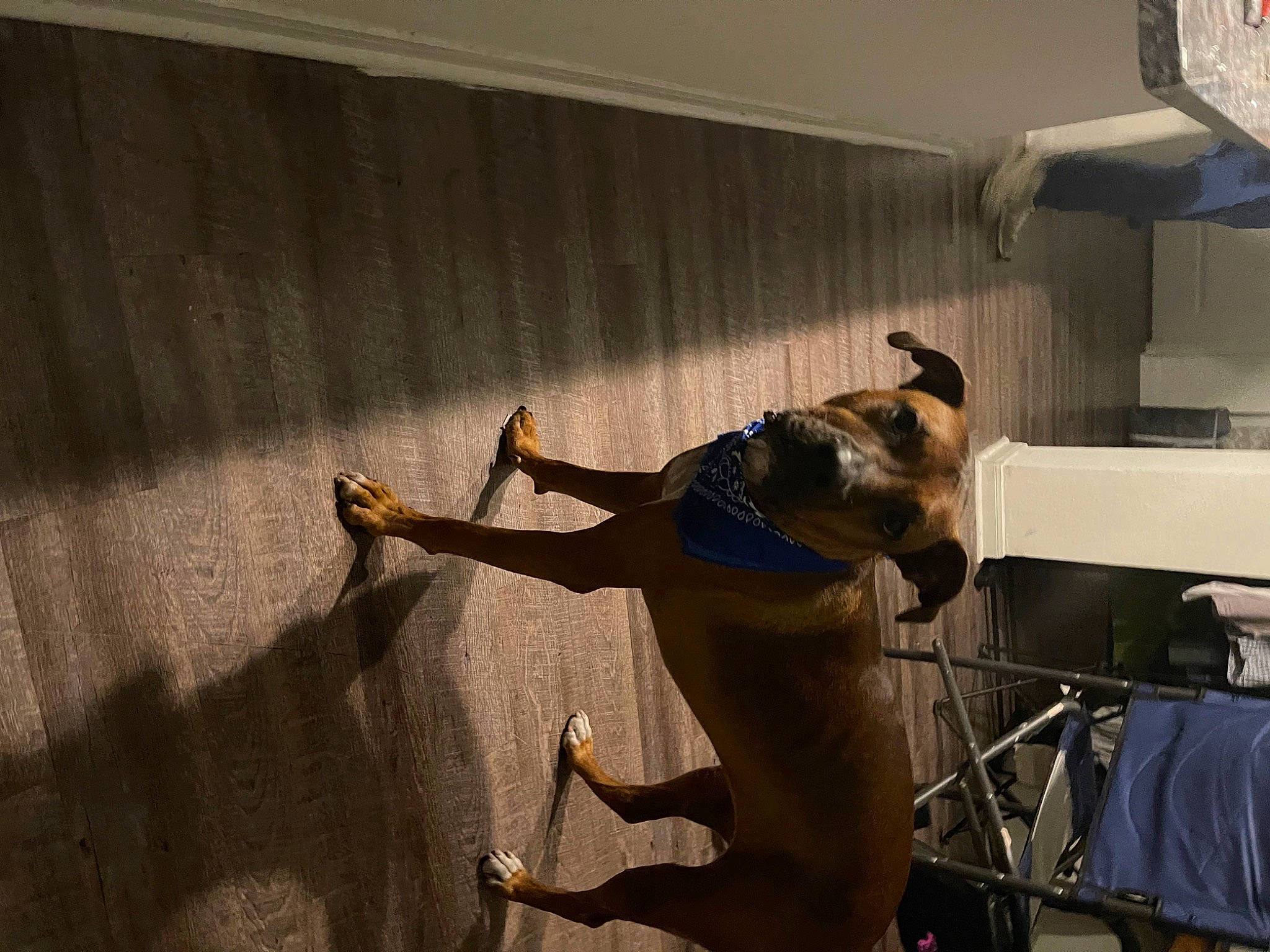 Zoey joined the competition — help win amazing prizes! adventure, canidae, carnivore, ceiling, companion_dog, dog, dog_breed, fawn, flooring, guard_dog, hardwood, leash, pet_supply, room, shadow, snout, sporting_group, tail, wood, working_animal