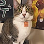 animal, cat, closeup, curious, domestic_cat, ears, feline, fur, furniture, green_eyes, indoor, paws, pet_tag, portrait, poster, sitting, tabby_cat, table, wall_art, whiskers