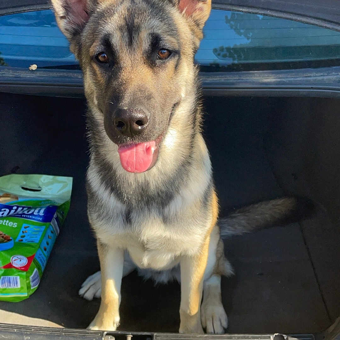 Aska a rejoint le concours — aidez-le/la à gagner de superbes lots ! alloywheel, animal, bodypart, canine, car, cartrunk, carwheel, dog, germanshepherd, licenseplate, machine, mouth, pet, policedog, puppy, spoke, tire, transportation, vehicle, wheel