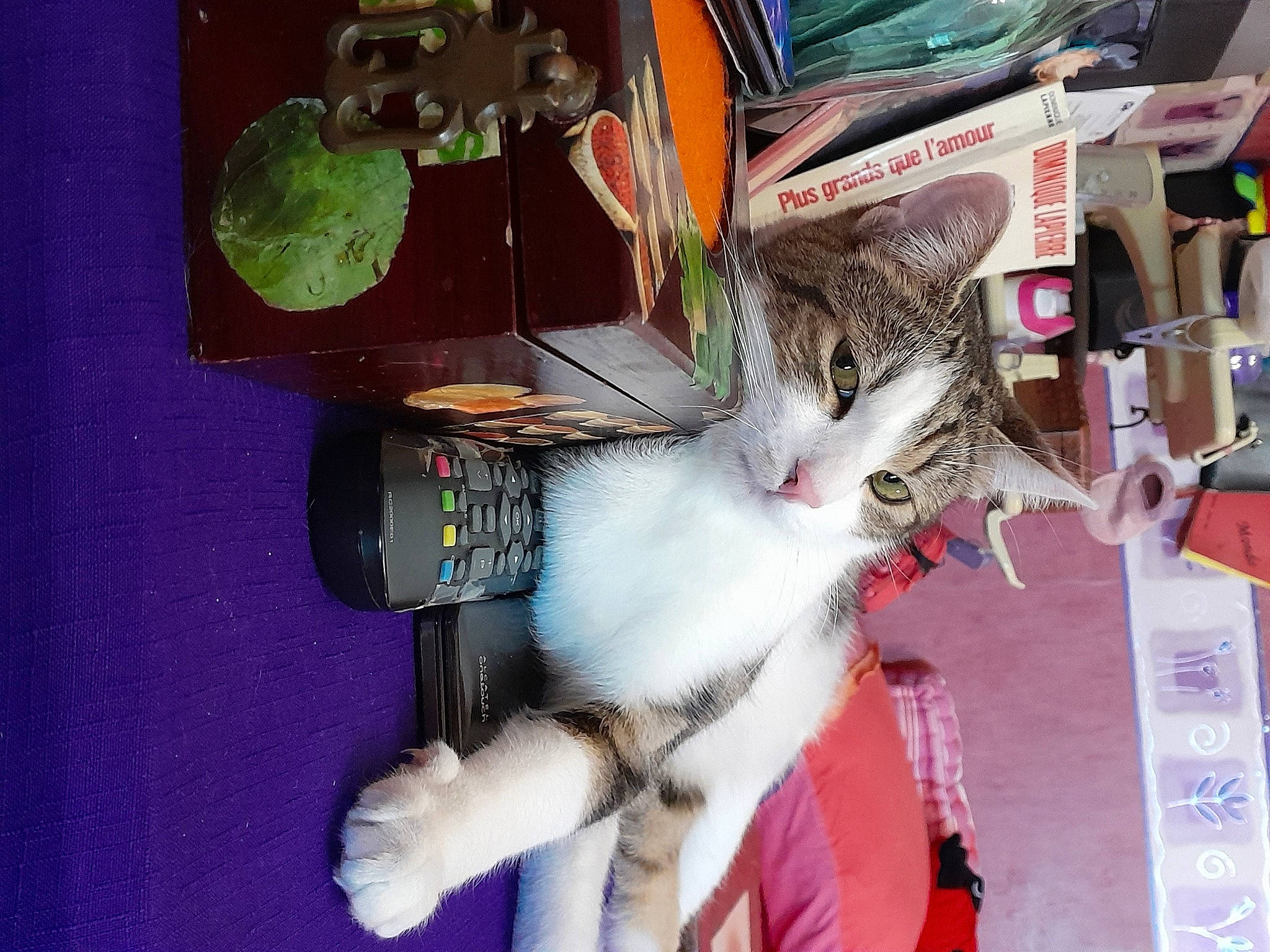 Baloo a rejoint le concours — aidez-le/la à gagner de superbes lots ! carnivore, cat, claw, collar, domestic_short_haired_cat, felidae, fur, houseplant, organism, paw, plant, small_to_medium_sized_cats, tail, tree, vehicle_door, visual_arts, whiskers