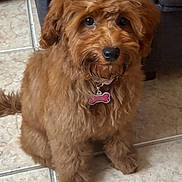 Willow joined the competition — help win amazing prizes! accessory, adorable, animal, bow, brown, canine, collar, companion, cute, dog, domestic, floor, fluffy, fur, indoor, looking_up, pet, sitting, tag, tile