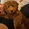 Willow is registered to the contest to win money with this photo: animal, black_shorts, brown_dog, casual, close_up, companion, cozy, curly_fur, cute, dog, furry, hand, indoor, lap, looking_at_camera, orange_logo, person, pet, relaxing, white_shirt