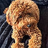 Willow joined the competition — help win amazing prizes! adorable, animal, black_blanket, blanket, brown, canine, companion, curly_fur, cute, dog, domestic_animal, fluffy, friendly, fur, indoor, laying_down, looking_up, paw, pet, relaxed