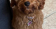 Willow joined the competition — help win amazing prizes! adorable, animal, bow, brown, collar, companion, cute, dog, domestic_animal, eyes, floor, fluffy, fur, indoor, looking_up, pet, portrait, sitting, small_dog, tile_floor