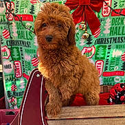 Willow joined the competition — help win amazing prizes! animal, blanket, brown_fur, christmas_decor, cute, decorations, dog, festive, fluffy, furry, holiday, lights, outdoor, pet, portrait, puppy, red_bow, seasonal, toy, wagon