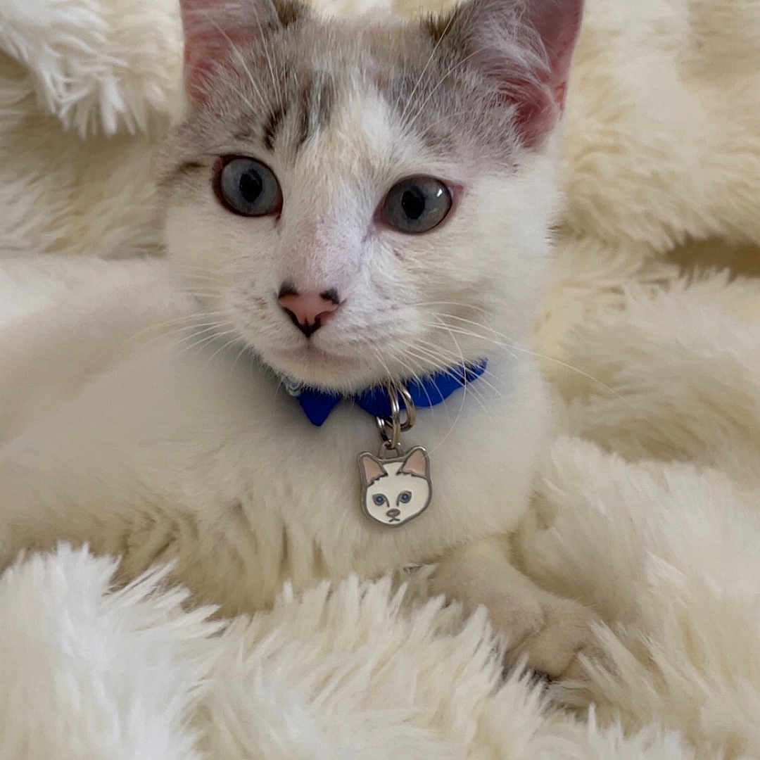 Willow participe au concours pour gagner de l'argent avec cette photo : abyssinian, accessories, angora, animal, blanket, cat, clothing, collar, fur, homedecor, jewelry, kitten, leash, linen, manx, necklace, pet, siamese, strap, white
