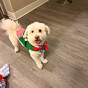 Baby joined the competition — help win amazing prizes! animal, bar_stool, companion, cute, dog, festive_outfit, floor, furniture, green_outfit, happy, home, indoor, pet, red_bow, small_dog, standing, tongue_out, toy, white_dog, wooden_floor
