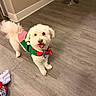 dog, pet, indoor, floor, wooden_floor, small_dog, white_dog, festive_outfit, green_outfit, red_bow, tongue_out, happy, cute, toy, bar_stool, furniture, home, animal, companion, standing
