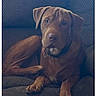 Big Bear is registered to the contest to win money with this photo: animal, brown_dog, canine, collar, companion, couch, dog, domestic_animal, ears, face, fur, furniture, home, indoor, looking, lounge, paws, pet, relaxed, snout