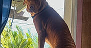 Big Bear is registered to the contest to win money with this photo: animal, brown_dog, collar, couch, curtain, daylight, dog, ears, expression, fur, greenery, house, indoor, looking_out, pet, roof, standing, tail, window, wooden_wall
