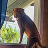 animal, brown_dog, collar, couch, curtain, daylight, dog, ears, expression, fur, greenery, house, indoor, looking_out, pet, roof, standing, tail, window, wooden_wall