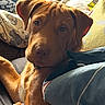 Big Bear is registered to the contest to win money with this photo: animal, blanket, brown_dog, canine, comfort, companion, couch, cozy, cute, dog, domestic_animal, fur, home, indoor, looking, pet, pillow, relaxed, resting, young_dog