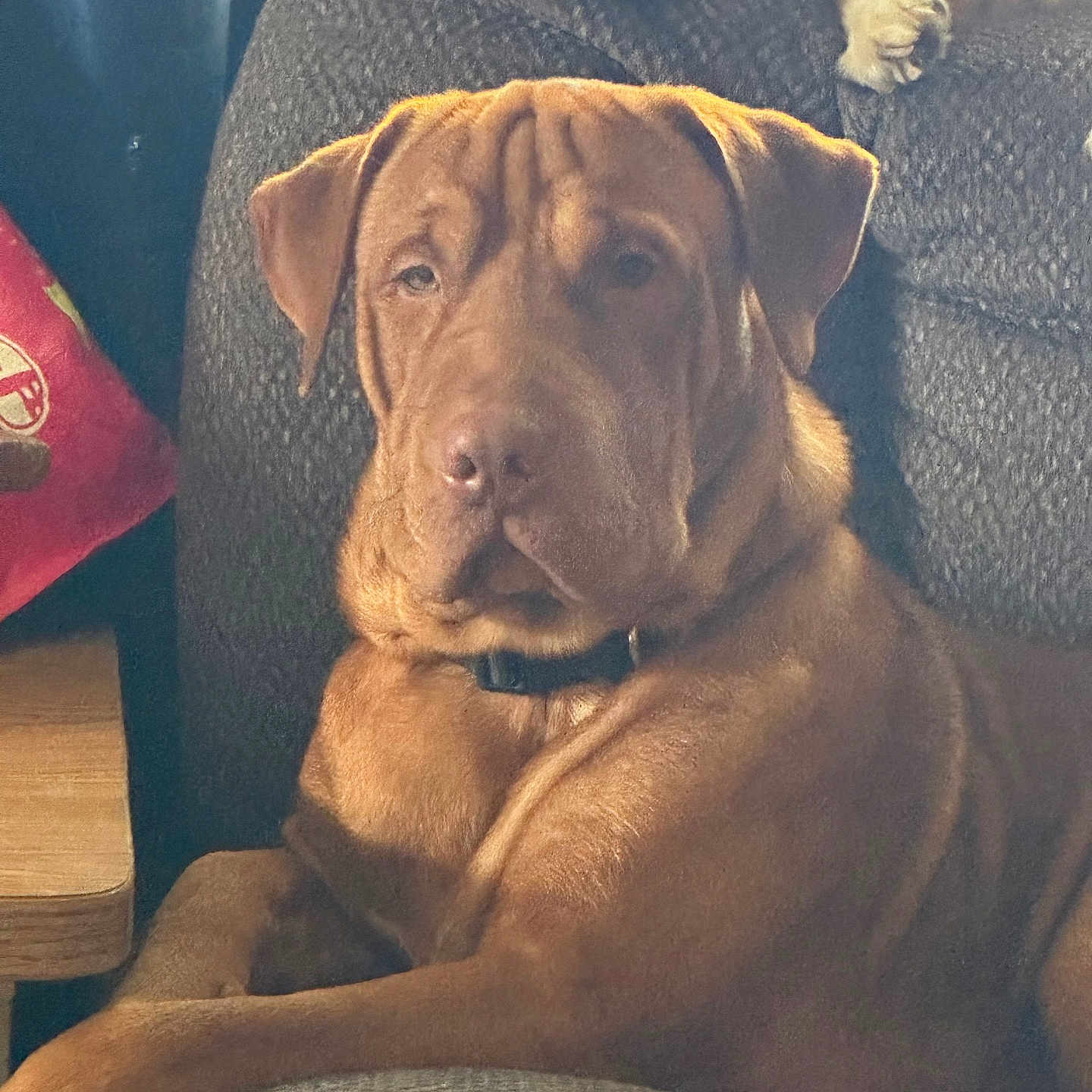 Big Bear joined the competition — help win amazing prizes! animal, brown_dog, calm, canine, companion, couch, cozy, dog, domestic_animal, fur, furniture, golden_dog, home, indoor, living_room, paw, pet, portrait, relaxed, resting