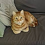 cat, orange_tabby, pet, feline, indoor, couch, pillow, fur, whiskers, eyes, relaxed, resting, home, animal, cute, domestic, mammal, laying, looking, cozy