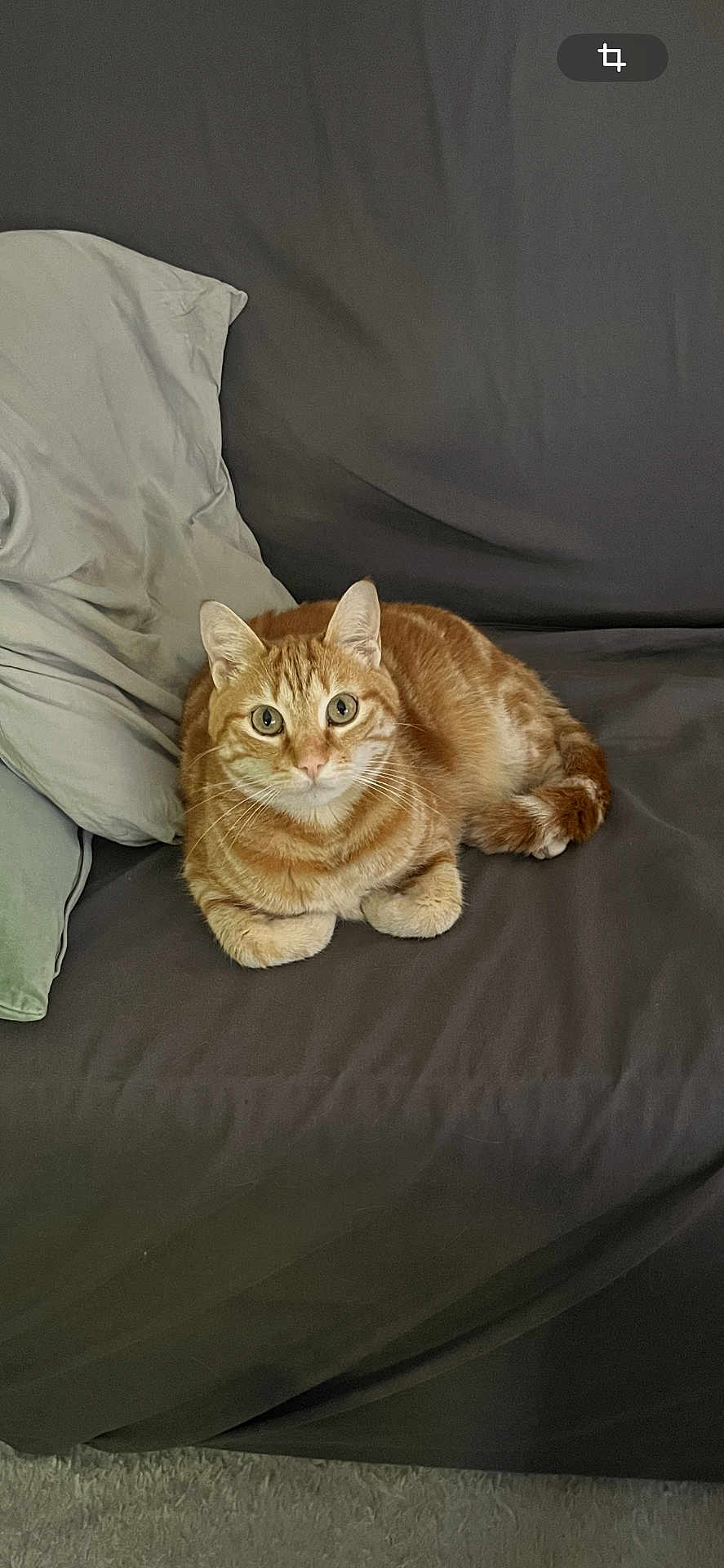Shere Khan